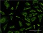 RPL36A Antibody (monoclonal) (M01)